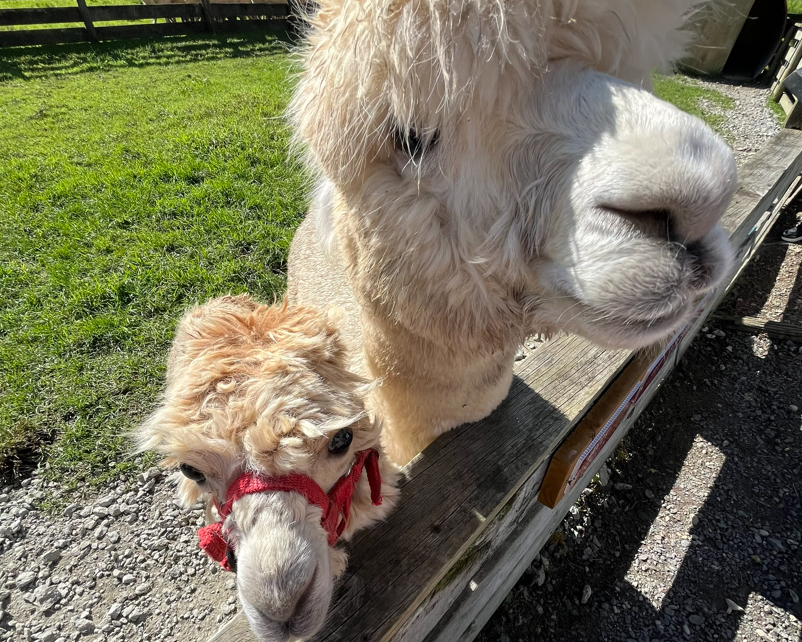 Lamas